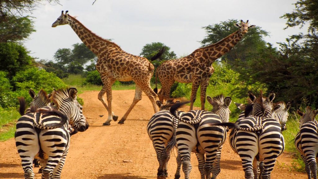 Zebras, Tanzania, Mikumi, overseas adventure travel 2024