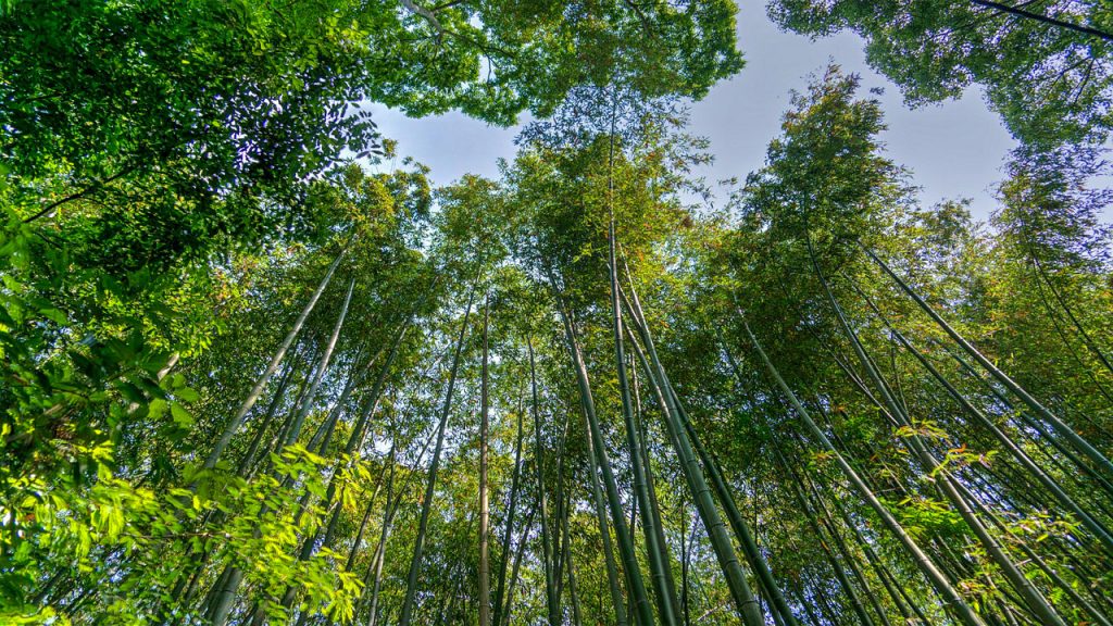 Japan, Arashiyama, Bamboo forest, best travel destinations in October