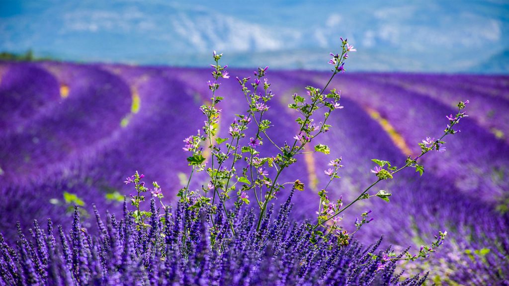 Provence, best places to visit in France